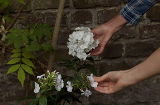 Phlox Phlox
