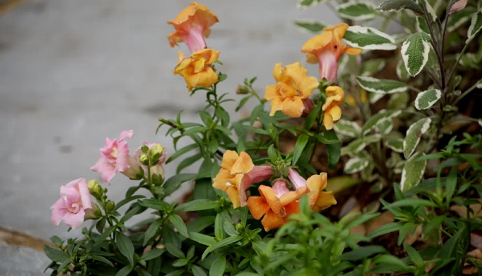 flowers
