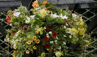 hanging basket hanging basket