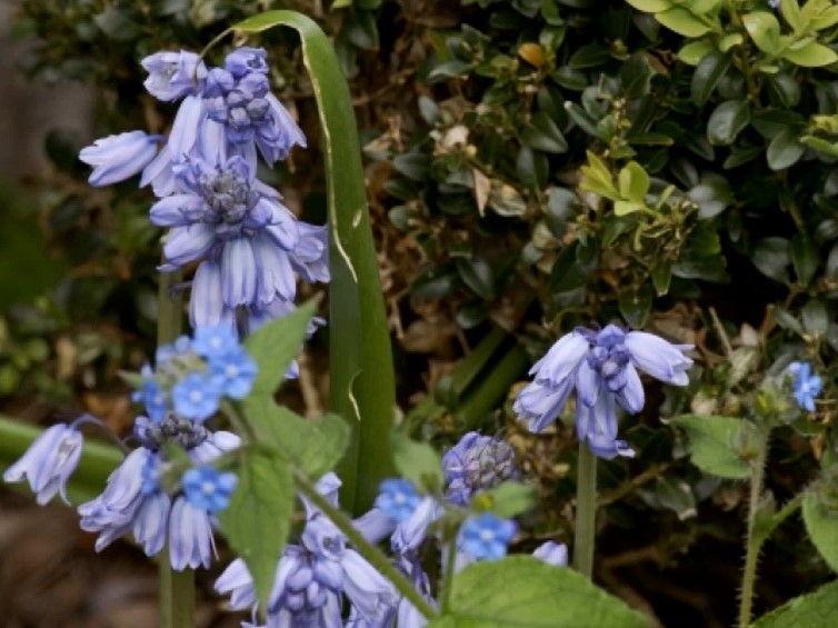 Spanish bluebells Spanish bluebells