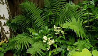woodland perennials woodland perennials