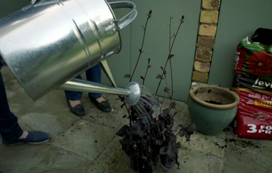 Watering heuchera Watering heuchera