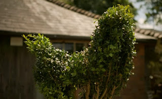 Topiary animal Topiary animal
