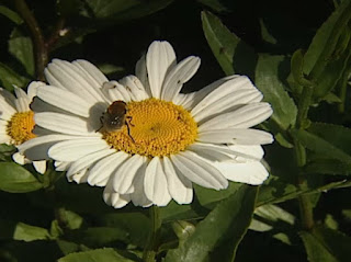 Shasta Daisy Leucanthemum x Superbum Shasta Daisy Leucanthemum x Superbum