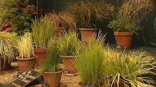 grasses grasses
