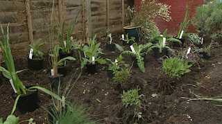 flower bed flower bed