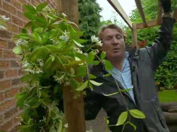 Star Jasmine Star Jasmine