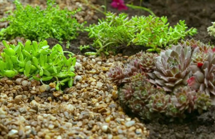 Ground cover plants Ground cover plants