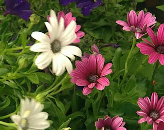 bedding plant bedding plant