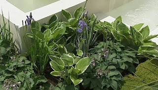 plants plants