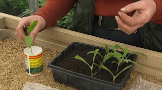 plant cuttings plant cuttings
