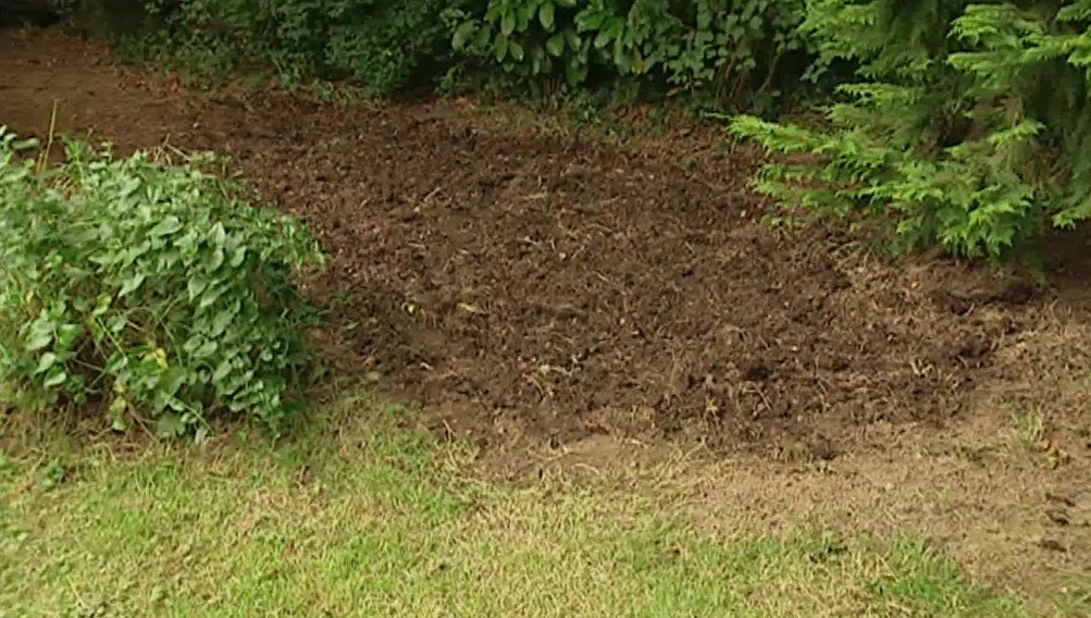planting primroses planting primroses