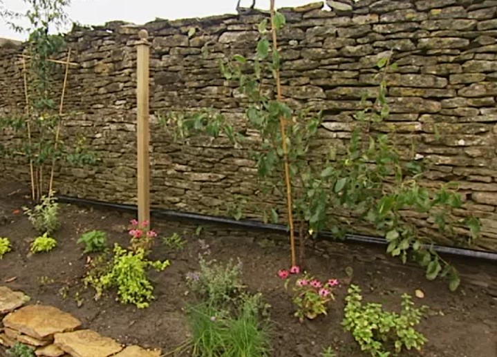 Fruit trees Fruit trees