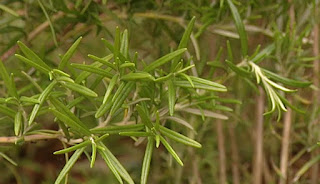 Rosemary Rosemary