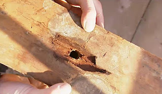hole in wood hole in wood