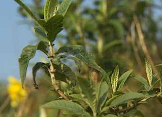 plant plant