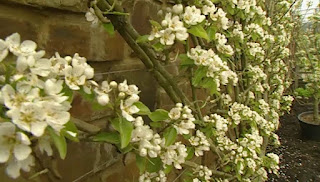 fruit tree fruit tree