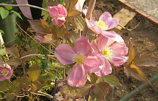 Clematis Montana Clematis Montana