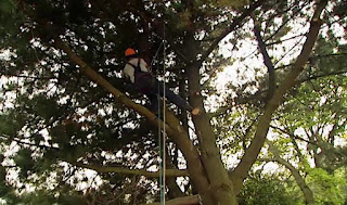 Phil tree surgeon Phil tree surgeon