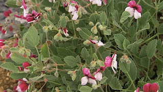 Pelargonium Pelargonium