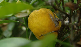 rotten fruit rotten fruit