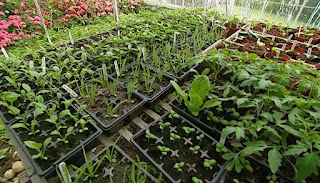 inside greenhouse inside greenhouse