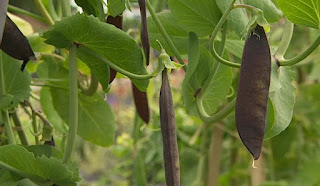 purple podded peas purple podded peas