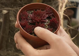 Sempervivum Tectorum Sempervivum Tectorum