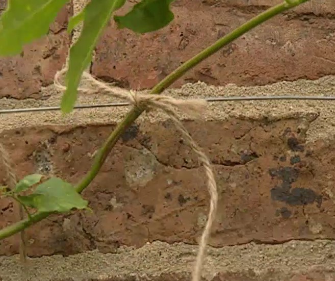 Tying stems to wire Tying stems to wire