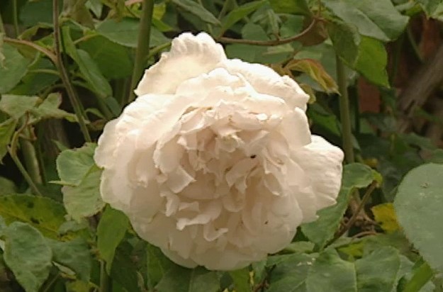 Rosa 'Mme. Alfred Carrière Rosa 'Mme. Alfred Carrière