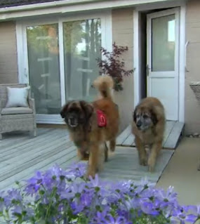 dogs dogs