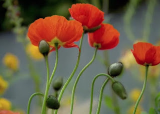 Iceland Poppies Iceland Poppies