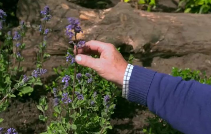 Shrubs and perennials are planted Shrubs and perennials are planted