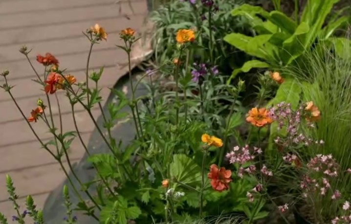 Geum, Anthriscus, grasses and blue Salvia Geum, Anthriscus, grasses and blue Salvia