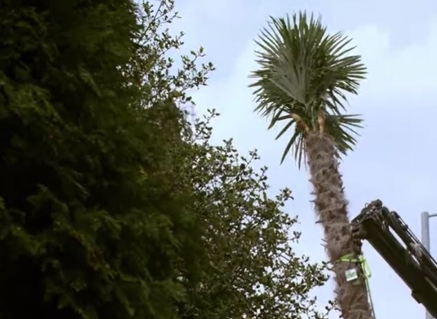 a Palm tree is laid a Palm tree is laid