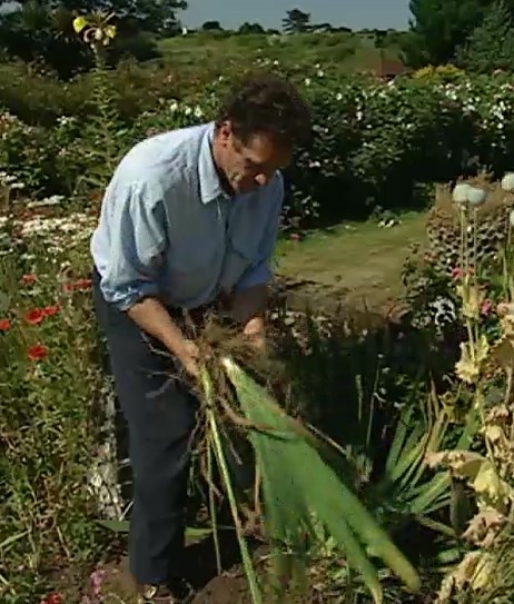 Monty Don on dividing Flag Irises Monty Don on dividing Flag Irises