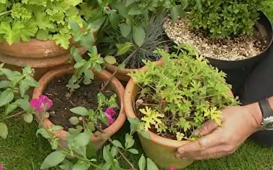 plants