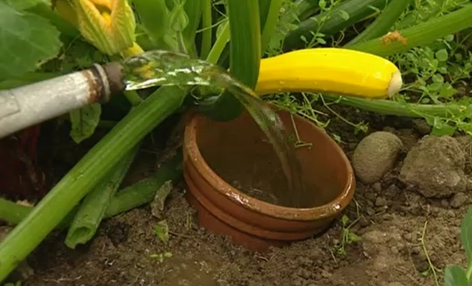 Courgettes
