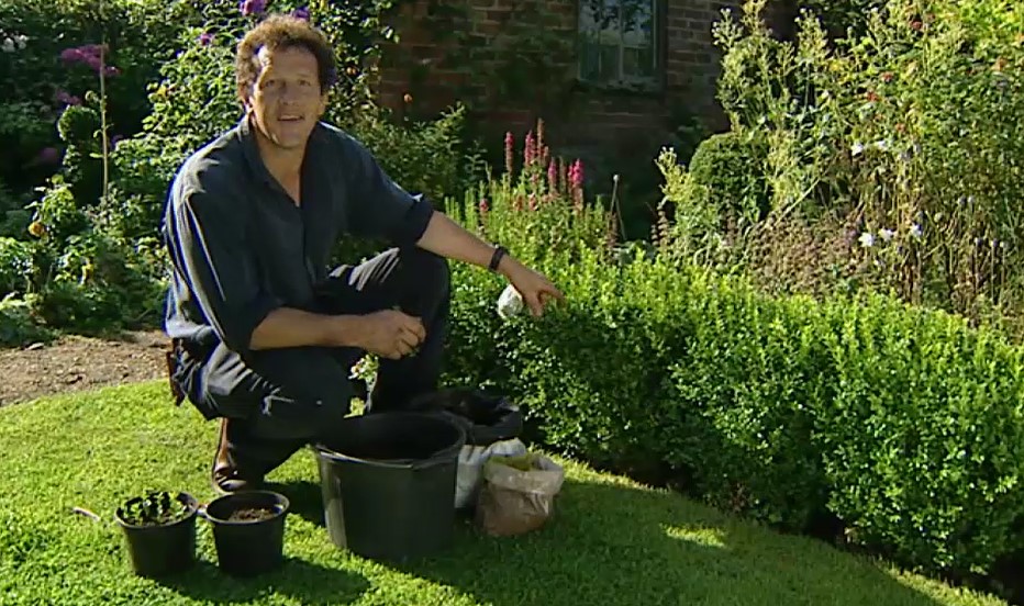 Monty Don Box Hedge Cuttings Monty Don Box Hedge Cuttings