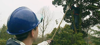 tree tree