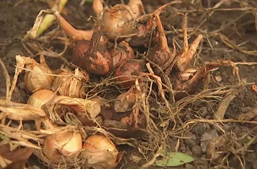 Shallots Shallots