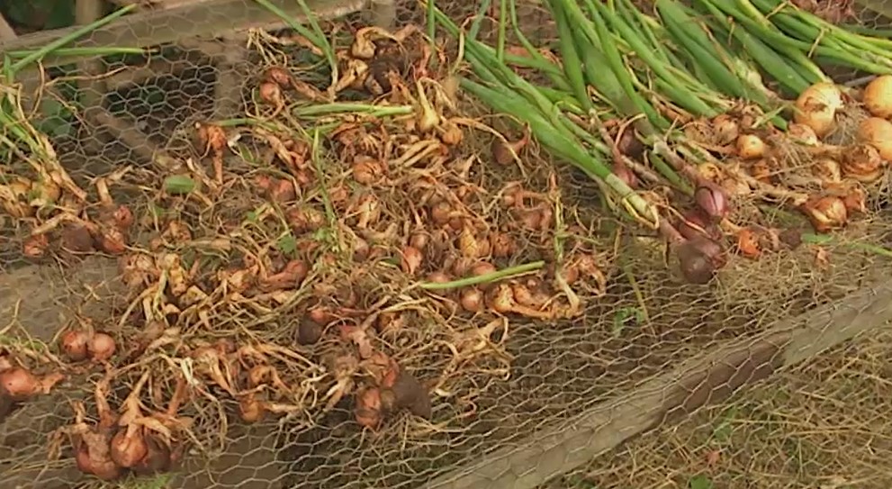 Onions Onions