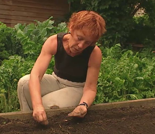 Carol sows cabbage seeds Carol sows cabbage seeds
