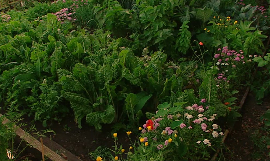 Adam and his Organic self sufficient Garden Adam and his Organic self sufficient Garden
