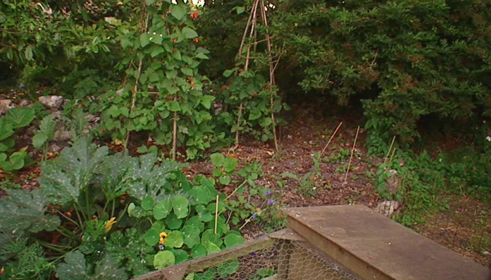 Vegetables growing under trees Vegetables growing under trees