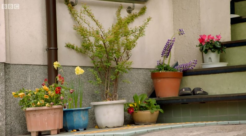 Plants growing in pots Plants growing in pots
