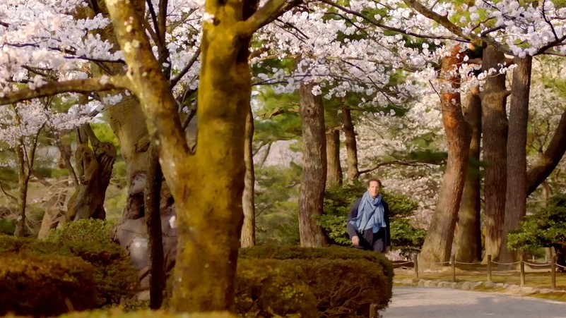 Kenroku-en Gardens Cherry Blossom trees Kenroku-en Gardens Cherry Blossom trees