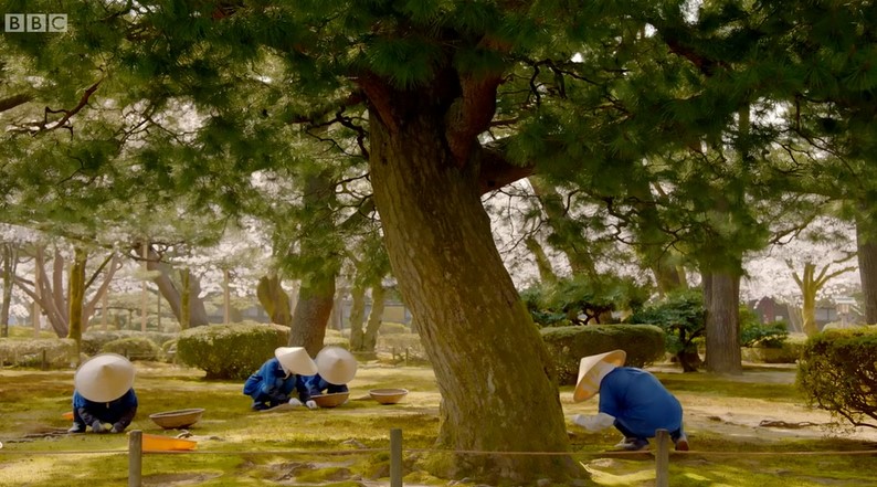 Kenroku-en Gardens Gardeners hand picking weeds Kenroku-en Gardens Gardeners hand picking weeds