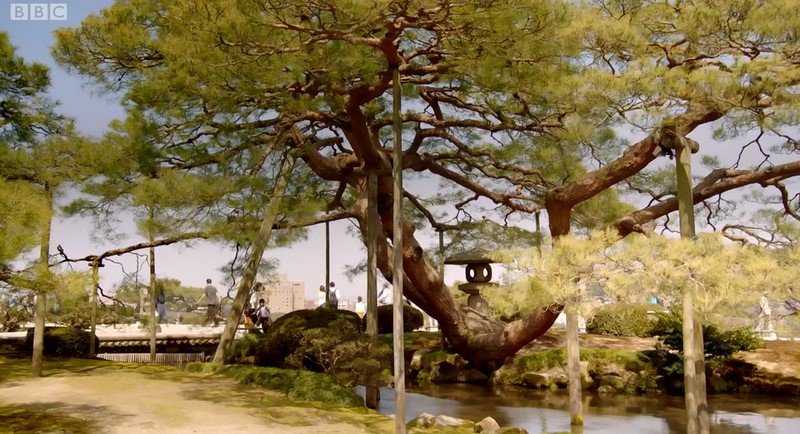 Karasaki Pine Tree Karasaki Pine Tree