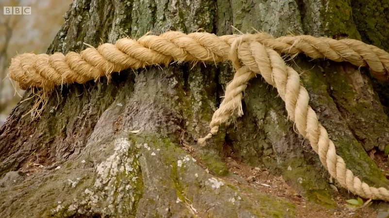 Oak tree wrapped in rope Oak tree wrapped in rope